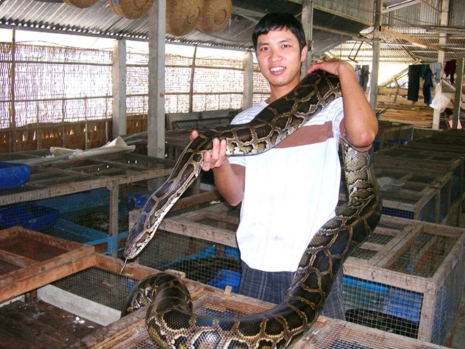 Nuôi trăn trong nhà, lãi bạc tỷ mỗi năm ảnh 1 Nuôi trăn trong nhà, lãi bạc tỷ mỗi năm ảnh 1