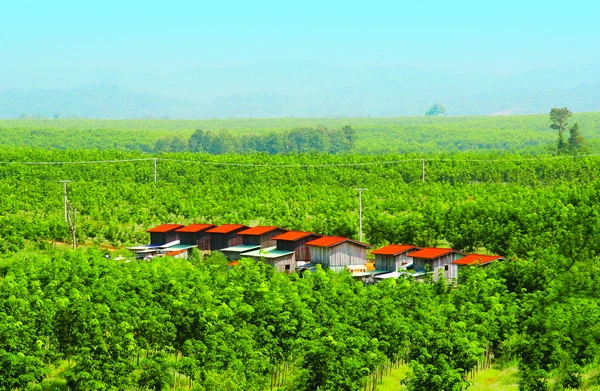 Nông trường cao su Hoàng Anh Gia Lai