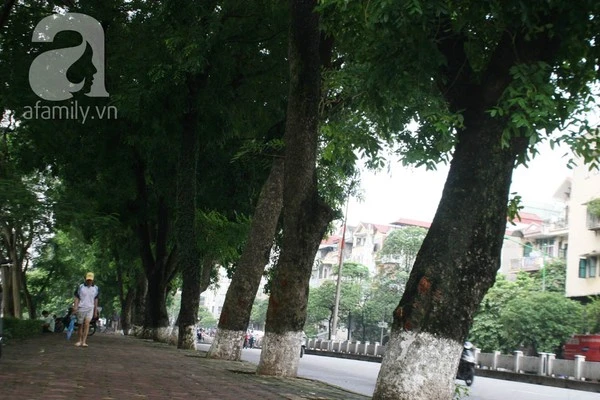 Người Hà Nội tiếc nuối hàng chục cây cổ thụ sắp bị chặt bỏ 10