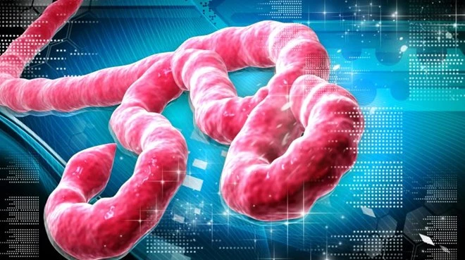 Virus Ebola tấn công cơ thể con người như thế nào? ảnh 2