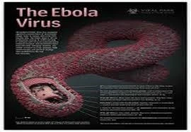 Virus Ebola tấn công cơ thể con người như thế nào? ảnh 1