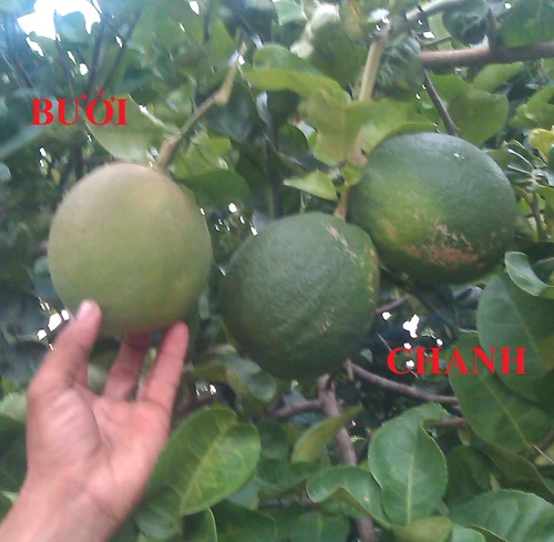 Kỳ lạ trái chanh to bằng... trái bưởi ảnh 2 Chanh to 2