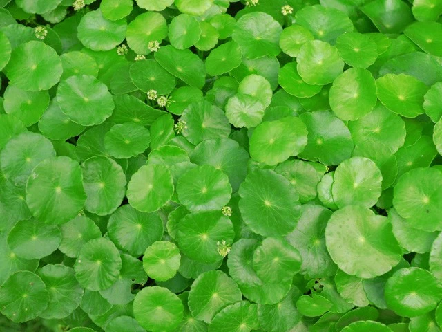 Những loại rau bổ mà độc ảnh 2