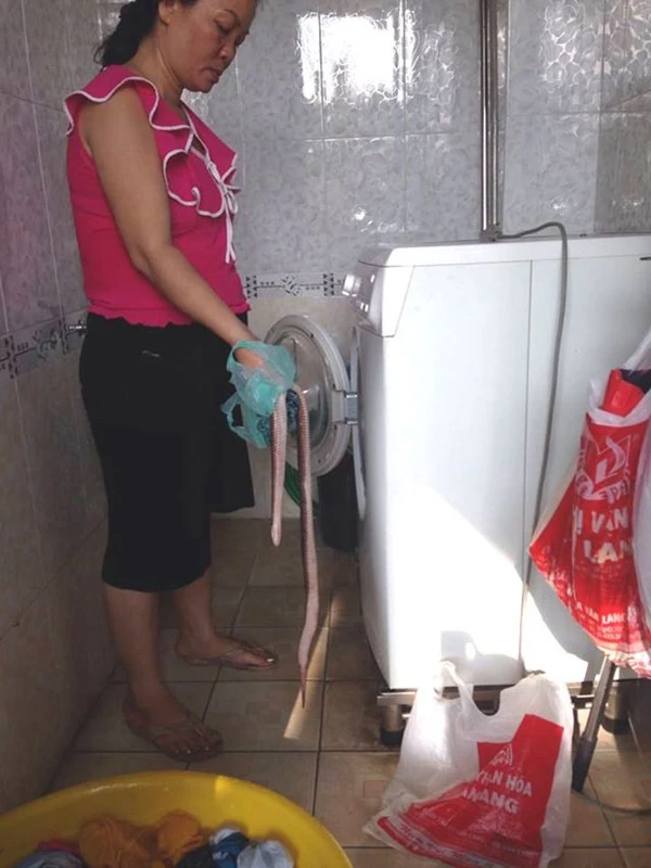 TPHCM: Mém xỉu vì sờ trúng... rắn hổ trong máy giặt ảnh 2 Con rắn dài khoảng 70 cm.