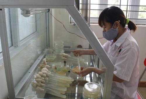 Đông trùng hạ thảo bạc tỷ chỉ có giá 7 triệu đồng/kg ở VN ảnh 12 - 12