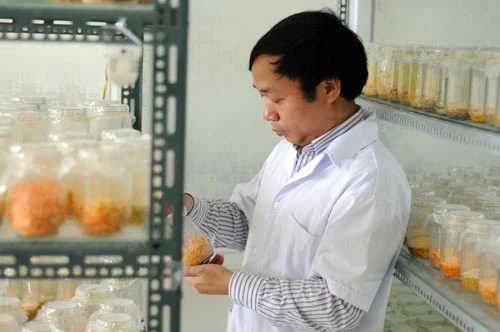 Đông trùng hạ thảo bạc tỷ chỉ có giá 7 triệu đồng/kg ở VN ảnh 1 - 1