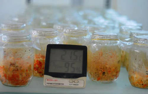 Đông trùng hạ thảo bạc tỷ chỉ có giá 7 triệu đồng/kg ở VN ảnh 8 - 8