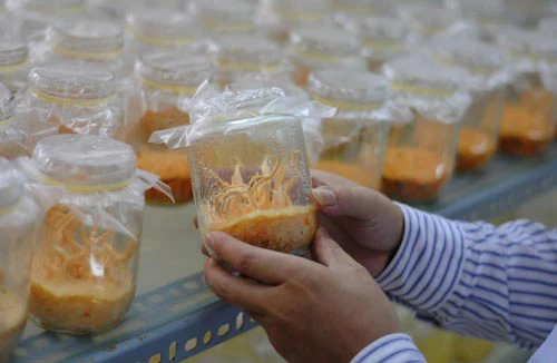 Đông trùng hạ thảo bạc tỷ chỉ có giá 7 triệu đồng/kg ở VN ảnh 2 - 2