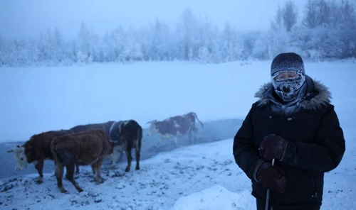 Nhiệt độ quá thấp ở Oymyakon làm cho không một loại cây rau quả nào có thể sinh trưởng, các loại thực phẩm ít ỏi mà người dân có là cá, thịt tuần lộc, thịt ngựa và sữa. Ảnh:Slavorum. 123.jpg