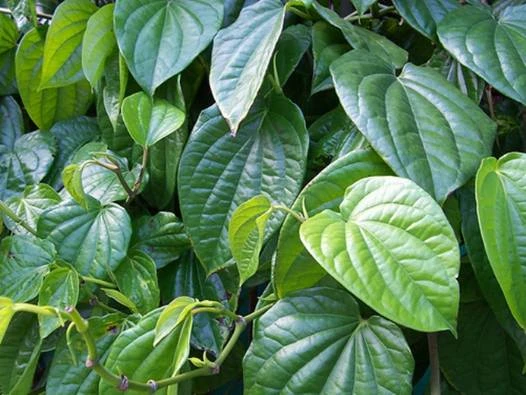 Bất ngờ với công dụng trị bệnh của lá trầu không ảnh 1