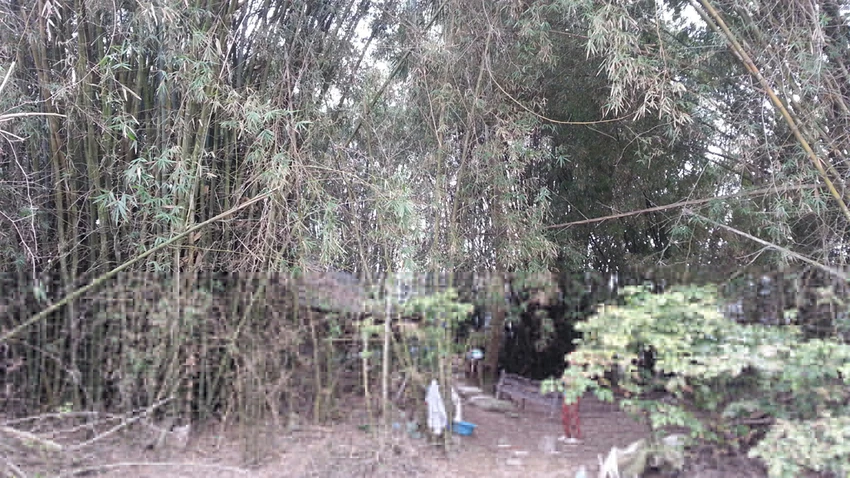 Đôi vợ chồng hơn 40 năm sống ẩn dật như “người rừng” ảnh 2 Đôi vợ chồng hơn 40 năm sống ẩn dật như “người rừng” ảnh 2