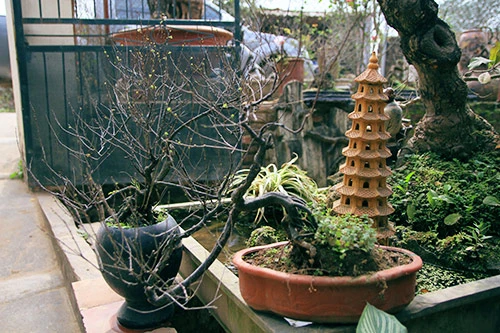 Ngắm mai trắng giá tiền triệu giữa Thủ đô ảnh 5 - 5