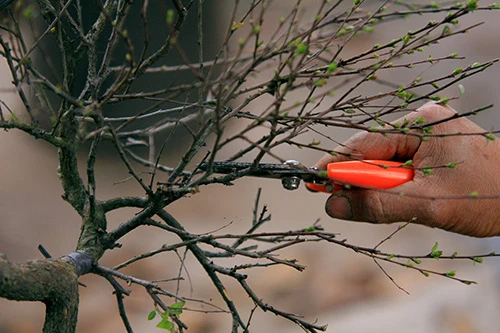 Ngắm mai trắng giá tiền triệu giữa Thủ đô ảnh 16 - 16