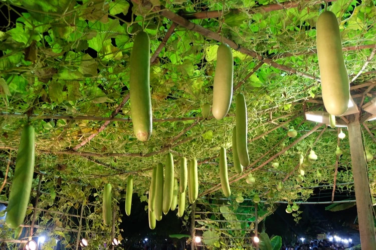 Du xuân ngắm 'làng quê' ở hội hoa xuân Phú Mỹ Hưng ảnh 22 Du xuân ngắm 'làng quê' ở hội hoa xuân Phú Mỹ Hưng ảnh 22