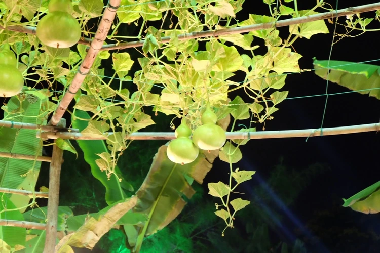 Du xuân ngắm 'làng quê' ở hội hoa xuân Phú Mỹ Hưng ảnh 15 Du xuân ngắm 'làng quê' ở hội hoa xuân Phú Mỹ Hưng ảnh 15