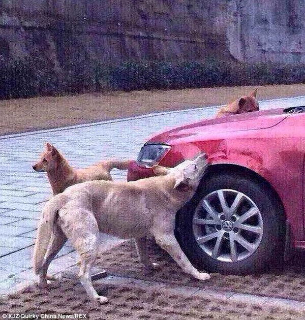 Đàn chó quay lại cắn phá xe ô tô vì bị tài xế đánh đuổi ảnh 2