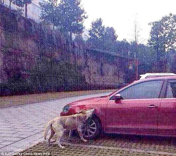 Đàn chó quay lại cắn phá xe ô tô vì bị tài xế đánh đuổi ảnh 3