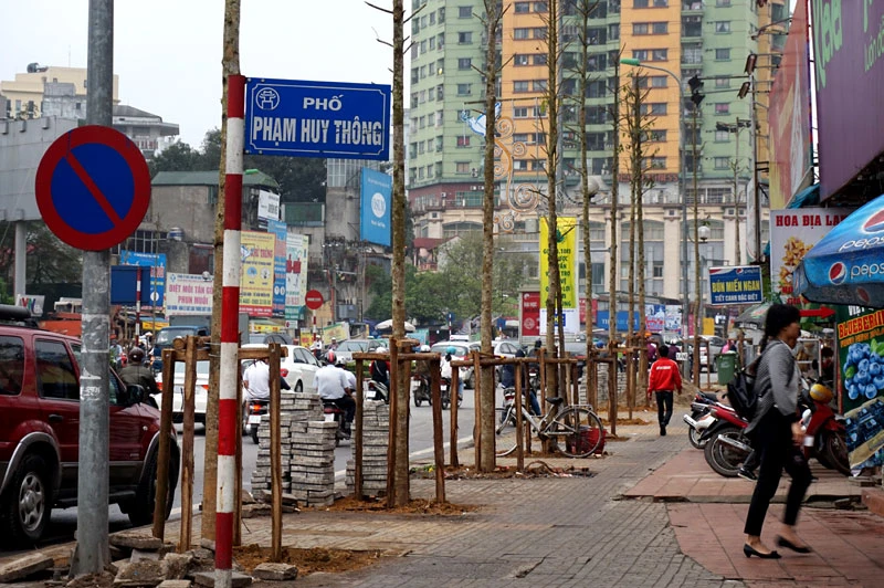 cây xanh; 6.700 cây; Hà Nội; chặt hạ