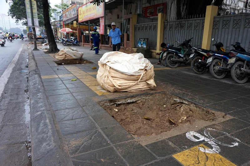 cây xanh; 6.700 cây; Hà Nội; chặt hạ