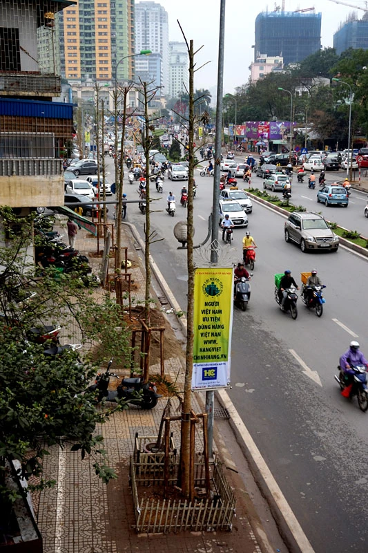 cây xanh; 6.700 cây; Hà Nội; chặt hạ