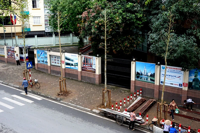 cây xanh; 6.700 cây; Hà Nội; chặt hạ