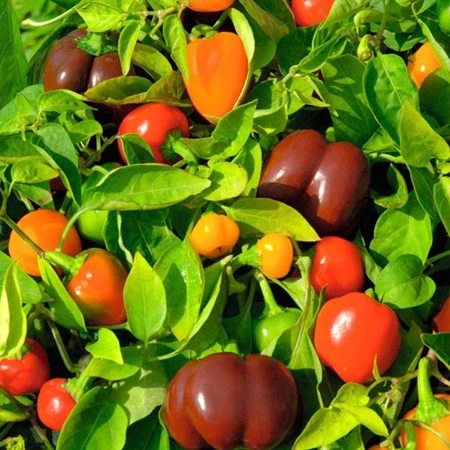 bắp cải tí hon, tí hon, việt quất, ớt chuông, dâu tây vàng, bà nội trợ, Thủ đô, bắp-cải-tí-hon, tí-hon, việt-quất, ớt-chuông, dâu-tây-vàng, bà-nội-trợ, Thủ-đô