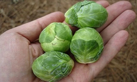 bắp cải tí hon, tí hon, việt quất, ớt chuông, dâu tây vàng, bà nội trợ, Thủ đô, bắp-cải-tí-hon, tí-hon, việt-quất, ớt-chuông, dâu-tây-vàng, bà-nội-trợ, Thủ-đô