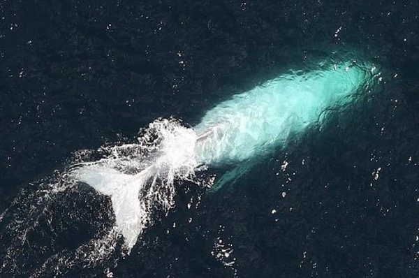 150823whale01-b8a34