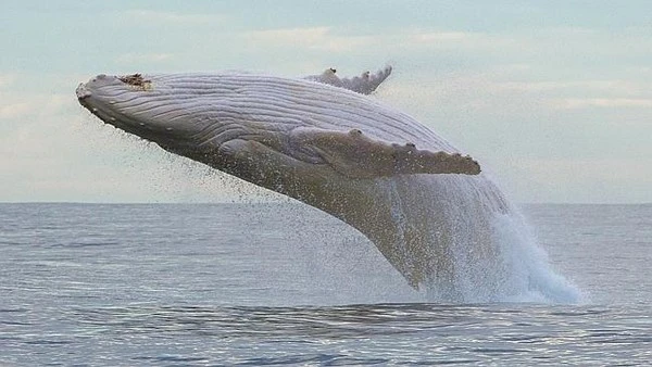 150823whale03-b8a34