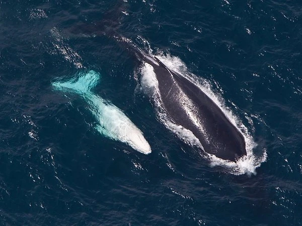 150823whale05-9e19e