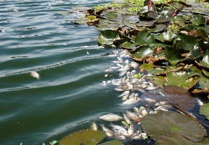 Cá chết nổi đầy mặt hồ