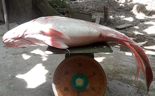 ca-su-vang-5-5-kg-mac-luoi-ngu-dan-tren-song-hau-1