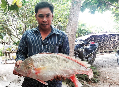 ca-su-vang-5-5-kg-mac-luoi-ngu-dan-tren-song-hau