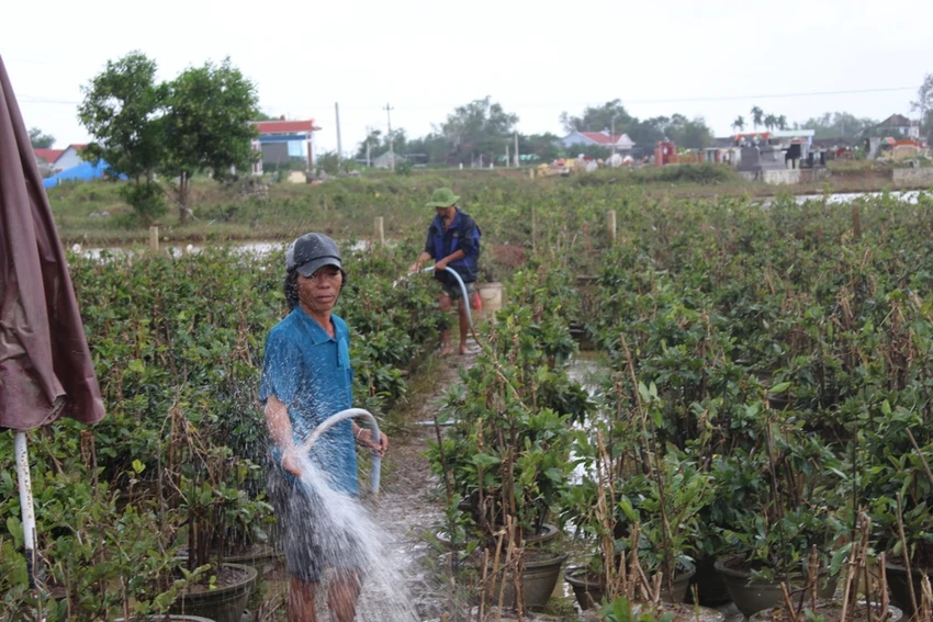Người dân miền Trung ngồi khóc vì rau, màu xơ xác ảnh 2 Người dân Háo Đức đang xả bùn, cứu mai. Ảnh: QUANG BẢO