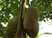 3 chủ vườn dở khóc vì tên trộm mít ‘láu cá’ 
