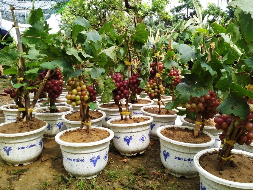 Cây cảnh 'siêu độc, siêu đắt' hút khách ảnh 4 Nho Ninh Thuận có giá 400.000 đồng- 500.000 đồng/chậu.