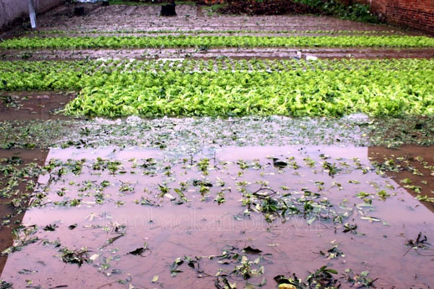 Bắc Kạn mưa đá và lốc lớn ảnh 4 Bắc Kạn mưa đá và lốc lớn ảnh 4