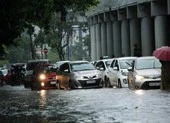 Xử lý cây xanh trên đường Nguyễn Hữu Cảnh như thế nào?