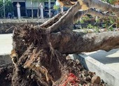 Danh sách trường học ở TP.HCM có cây xanh nguy hiểm cần đốn hạ