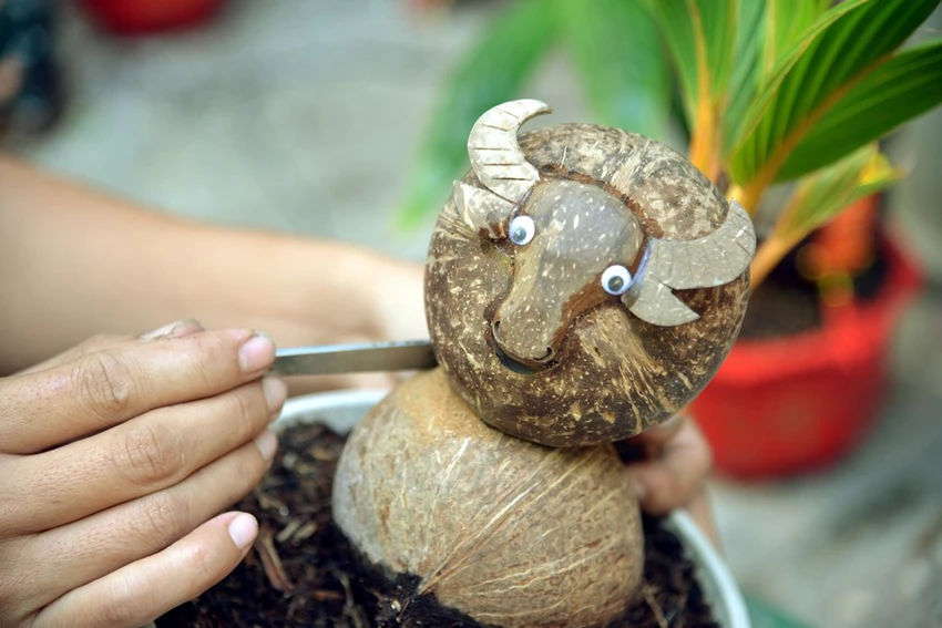 bonsai-trau