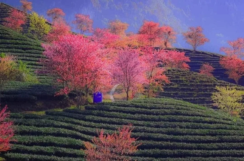 sapa