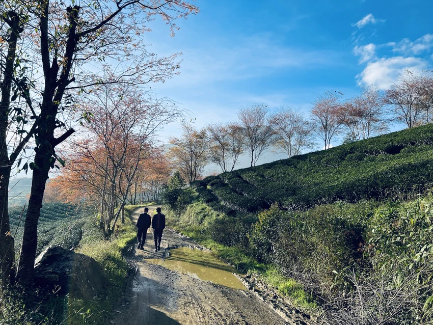 sapa