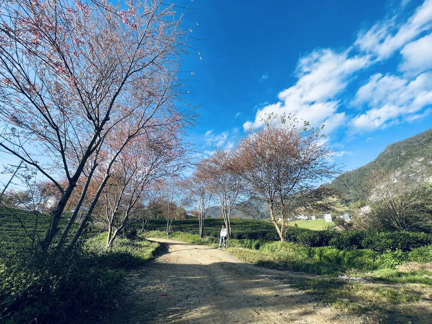 sapa