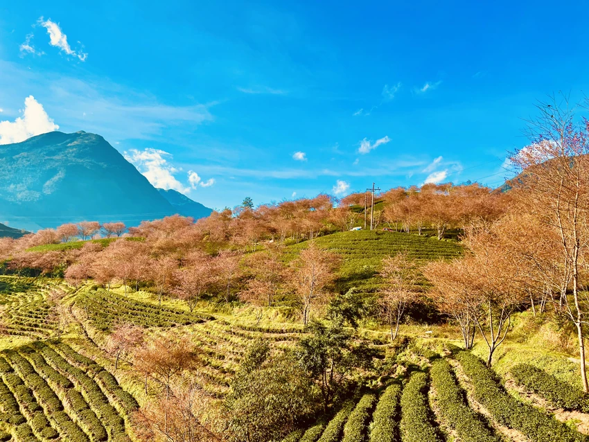 sapa