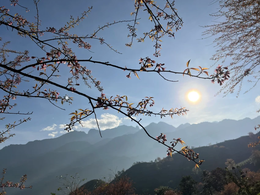 sapa
