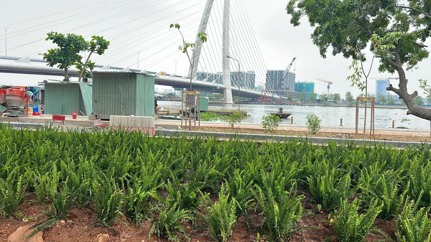 Cây cảnh được trồng phía dưới dạ cầu. Ảnh: ĐT.