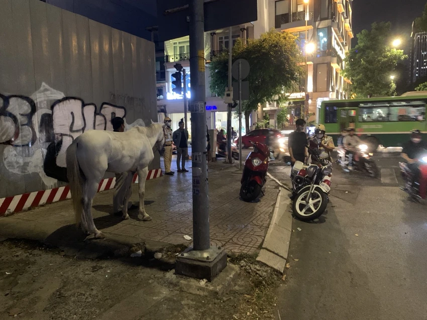 Người đàn ông cưỡi ngựa trên phố đã bị xử phạt hành chính. Ảnh: PC08. Người đàn ông cưỡi ngựa trên phố đã bị xử phạt hành chính. Ảnh: PC08.