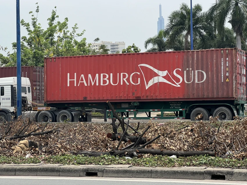 Nhiều cây xanh đang chờ để mang đi nuôi dưỡng. Ảnh: ĐÀO TRANG. Nhiều cây xanh đang chờ để mang đi nuôi dưỡng. Ảnh: ĐÀO TRANG.