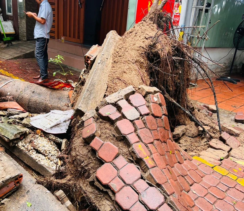 Gốc cây xanh bật lên kéo theo cả mảng vỉa hè hư hại. Ảnh: Nguyễn Sơn Gốc cây xanh bật lên kéo theo cả mảng vỉa hè hư hại. Ảnh: Nguyễn Sơn