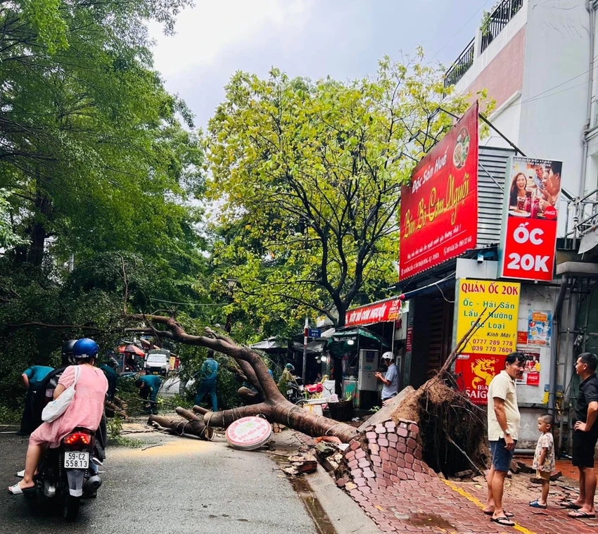 Cây xanh bật gốc đổ ra đường. Ảnh: Nguyễn Sơn Cây xanh bật gốc đổ ra đường. Ảnh: Nguyễn Sơn